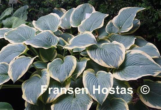 Hosta Frost Giant